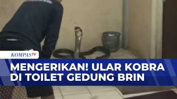 Evakuasi Ular Kobra Di Toilet Gedung BRIN | KOMPAS PETANG