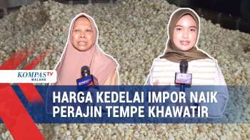 Harga Kedelai Impor Naik Imbas  Rupiah Lemah, Perajin Tempe Khawatir