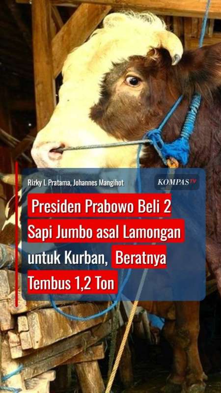 Presiden Prabowo Beli 2 Sapi Jumbo Asal Lamongan Untuk Kurban, Beratnya Tembus 1,2 Ton