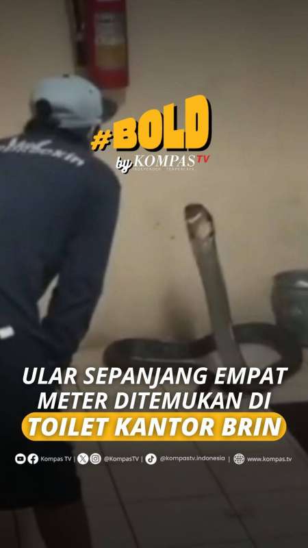 ULAR SEPANJANG EMPAT METER DITEMUKAN DI TOILET KANTOR BRIN