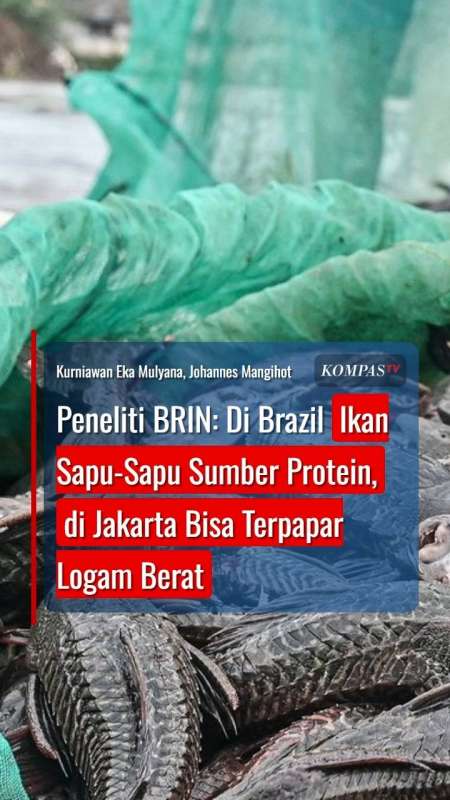 Peneliti BRIN: Di Brazil Sapu-Sapu Sumber Protein, di Jakarta Bisa Terpapar Logam Berat