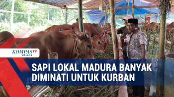 Sapi Lokal Madura Laris Manis Jelang Idul Adha
