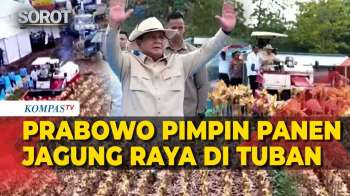 Bertopi Koboi! Presiden Prabowo Naik Traktor Pimpin Panen Jagung Raya Di Tuban