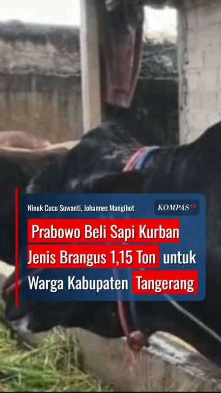 Prabowo Beli Sapi Kurban Jenis Brangus 1,15 Ton Untuk Warga Kabupaten Tangerang