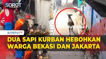 Dua Sapi Kurban Hebohkan Warga Bekasi dan Jakarta, Ada yang Lepas hingga Masuk Saluran Air