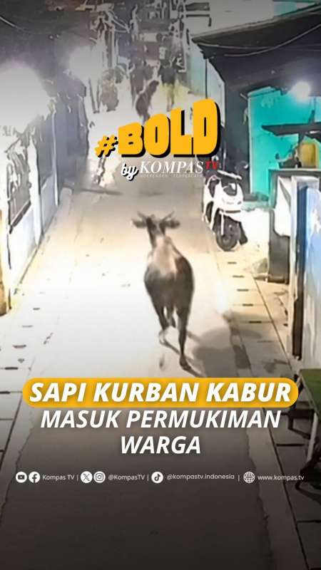 SAPI KURBAN KABUR MASUK PERMUKIMAN WARGA
