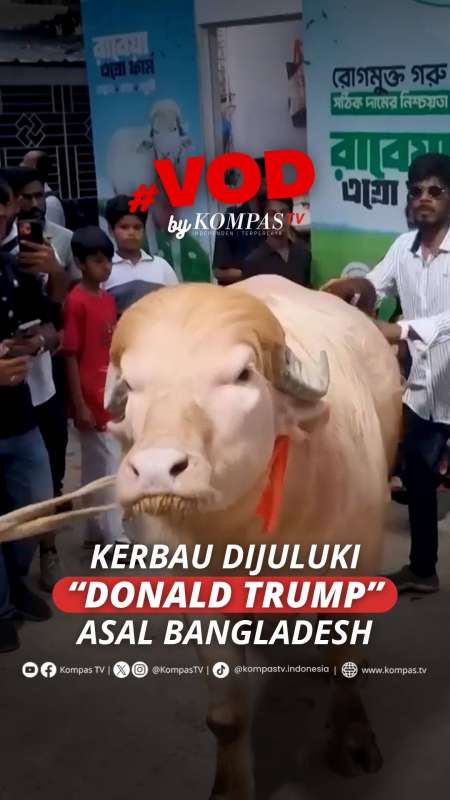 KERBAU DIJULUKI DONALD TRUMP ASAL BANGLADESH