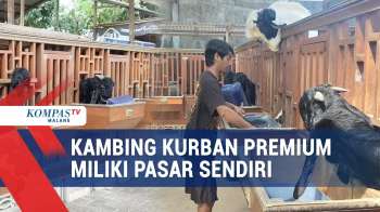 Melihat Perawatan Kambing Kurban Premium Harga Fantastis