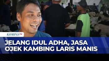 Kisah Slamet, Tukang Ojek Kambing Di Kudus Kebanjiran Order Jelang Idul Adha | SAPA PAGI