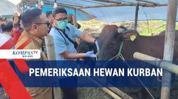 Mendekati Hari Raya Idul Adha Hewan Kurban Di Lapak Pedagang Diperiksa
