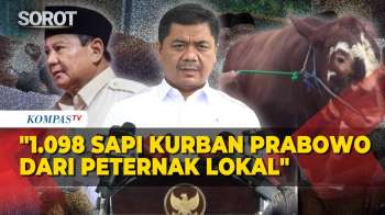 Istana: 1.098 Sapi Bantuan Kurban Presiden Prabowo Berasal Dari Peternak Lokal