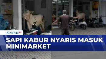 Bikin Panik! Sapi Kurban di Pasar Hewan Ngamuk Nyaris Masuk Minimarket | BERITA UTAMA