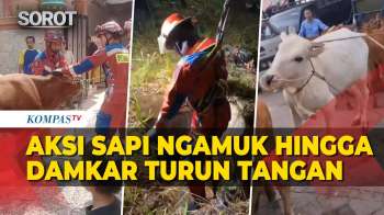 Kocak Tapi Tegang!  Kumpulan Aksi Sapi Kurban Ngamuk, Damkar Sampai Turun Tangan