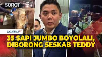 Seskab Teddy Borong 35 Sapi Jumbo Asal Peternak Boyolali untuk Kurban Iduladha