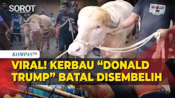 Viral! Kerbau Albino 'Donald Trump' Di Bangladesh Batal Disembelih Saat Idul Adha