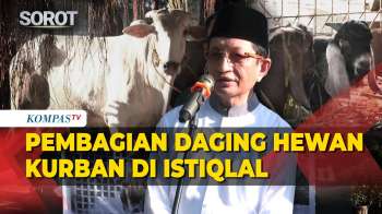 Istiqlal Tak Bagikan Langsung Daging Kurban, Menag Ungkap Skema Distribusi Ke Masyarakat