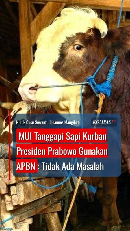 MUI Tanggapi Sapi Kurban Presiden Prabowo Gunakan APBN: Tidak Ada Masalah