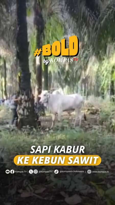 SAPI KABUR KE KEBUN SAWIT