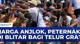 protes-harga-telur-rendah-peternak-bagi-bagi-telur-gratis-sapa-siang