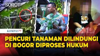 Viral! Pria Asal Jakarta, Diduga Mencuri Tanaman Dilindungi di Kebun Raya Bogor
