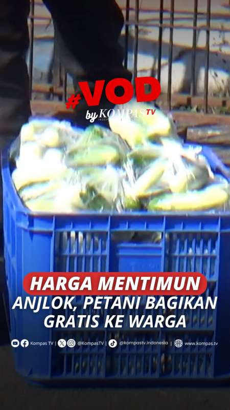 HARGA MENTIMUN ANJLOK, PETANI BAGIKAN GRATIS KE WARGA