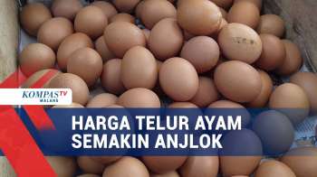Pasokan Berlimpah, Harga Telur Ayam Semakin Anjlok