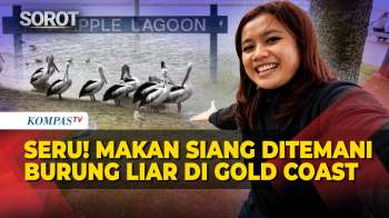 Pengalaman Unik! Makan Siang  Ditemani Burung-Burung Liar Di Gold Coast Australia