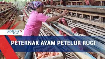 Harga Telur Ayam Anjlok, Peternak Ayam Petelur Rugi