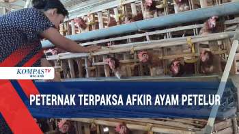 Bertahan Karena Harga Telur Anjlok, Peternak Afkir Sebagian Ayam
