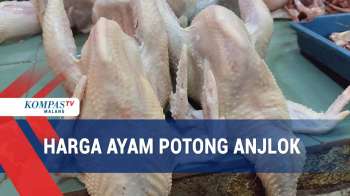 Pasokan Berlimpah, Harga Daging Ayam Potong Anjlok