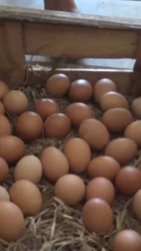 HARGA TELUR ANJLOK, PETERNAK DI MADIUN JADI RESAH 