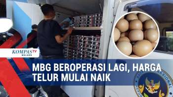 MBG Kembali Beroperasi, Harga Telur Ayam Mulai Naik