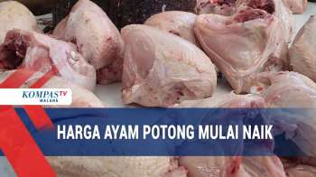 Sempat Anjlok, Harga Daging Ayam Potong Mulai Naik