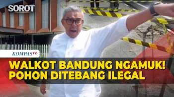Emosi! Wali Kota Bandung Ngamuk, Pohon Mahoni Depan Lapangan Padel Ditebang Secara Ilegal