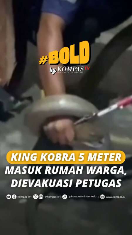 KING KOBRA 5 METER MASUK RUMAH WARGA, DIEVAKUASI PETUGAS