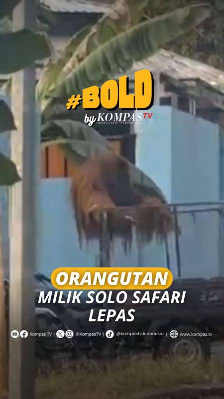 ORANGUTAN MILIK SOLO SAFARI LEPAS
