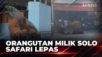 Warga Panik! Orangutan Milik Solo Safari Lepas Dan Berkeliaran Di Jalan Raya | SAPA MALAM