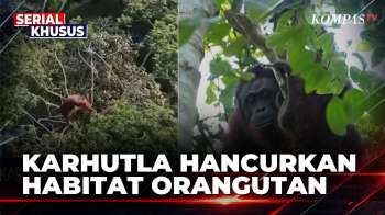 Karhutla Kalbar Ancam Habitat Orangutan | KOMPAS PETANG