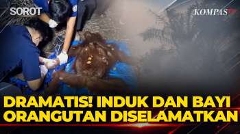 Penyelamatan Dramatis Induk dan Bayi Orangutan dari Kebakaran di Sampit, Kalimantan Tengah