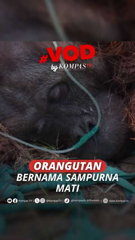 Orangutan Bernama Sampurna Mati Usai Terpapar Asap Karhutla Di Ketapang