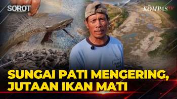 Penampakan! Sungai Silugonggo Pati Mengering, Jutaan Ikan Mati Akibat Kemarau Panjang