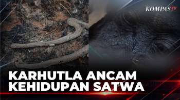 Imbas Karhutla, Ular Kobra Mati Terbakar hingga Orang Utan Sampurna Mati | SAPA MALAM