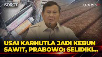 Geram! Presiden Prabowo Dapat Laporan Lahan Karhutla Jadi Kebun Tanam Sawit: Sudah Kelewatan