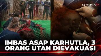 3 Orangutan Dievakuasi Di Tengah Kabut Asap Imbas Karhutla Di Kalbar | BERITA UTAMA