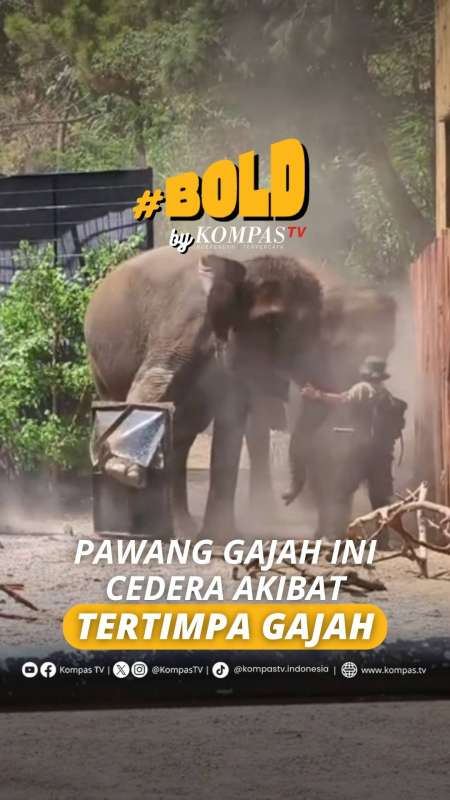 Gajah Terperosok dan Tersungkur, Seorang Pawang Tertimpa Tubuh Gajah di Lembang Park & Zoo