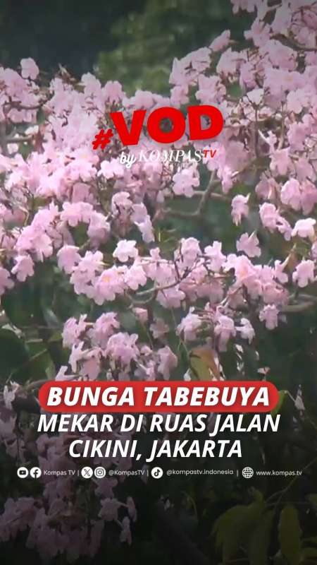Bunga Tabebuya Kembali Mekar Di Ruas Jalan Cikini