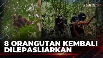 8 Orangutan Korban Karhutla Dilepasliarkan Ke Hutan Lindung Batu Nyambu | SAPA SIANG
