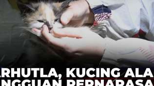 kabut-asap-pekat-di-palangka-raya-kucing-alami-gangguan-pernapasan-hingga-dirawat-kompas-siang