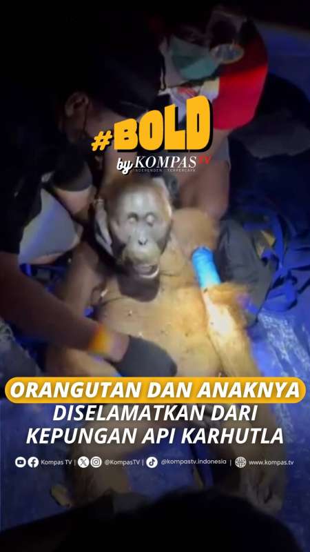 ORANGUTAN DAN ANAKNYA DISELAMATKAN DARI KEPUNGAN KARHUTLA