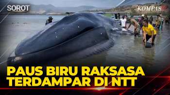 Raksasa! Paus Biru Terdampar di NTT, Panjang Capai 25 Meter